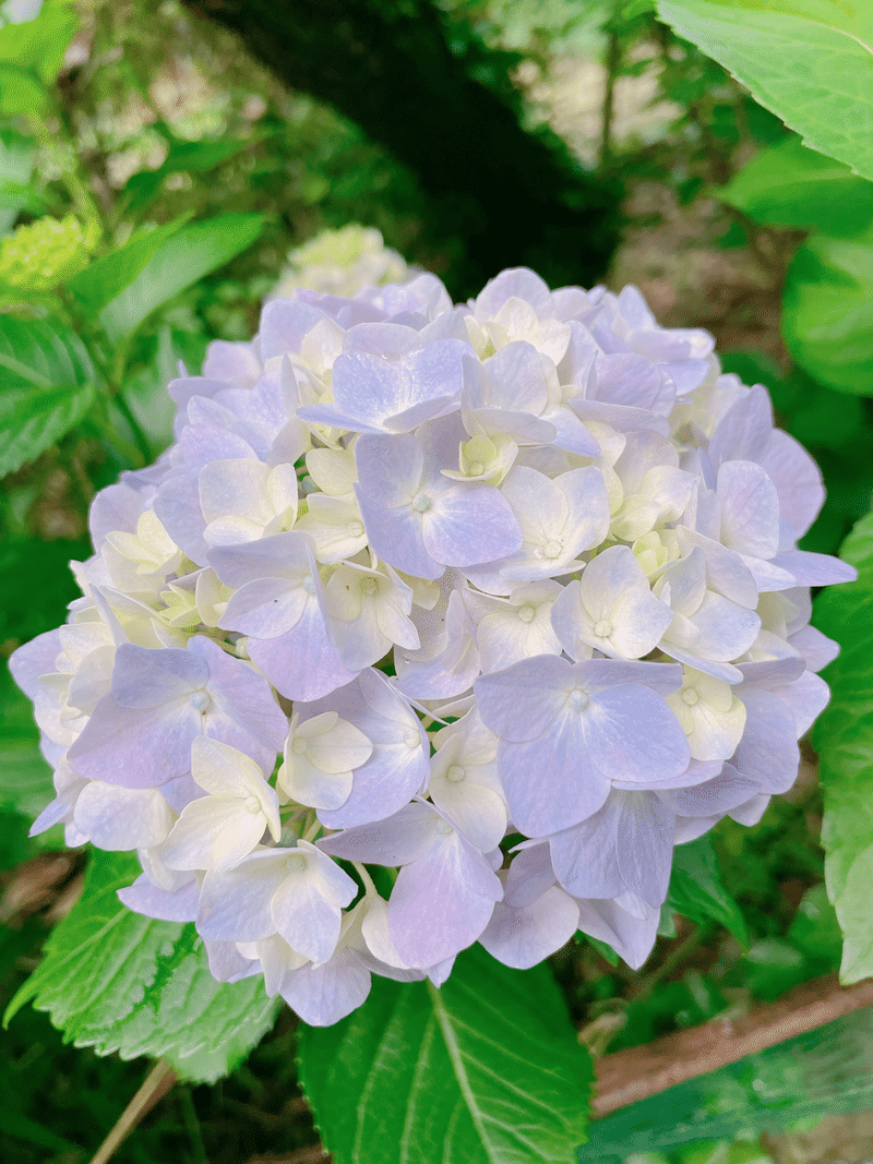 紫陽花がすき めぐみ Note