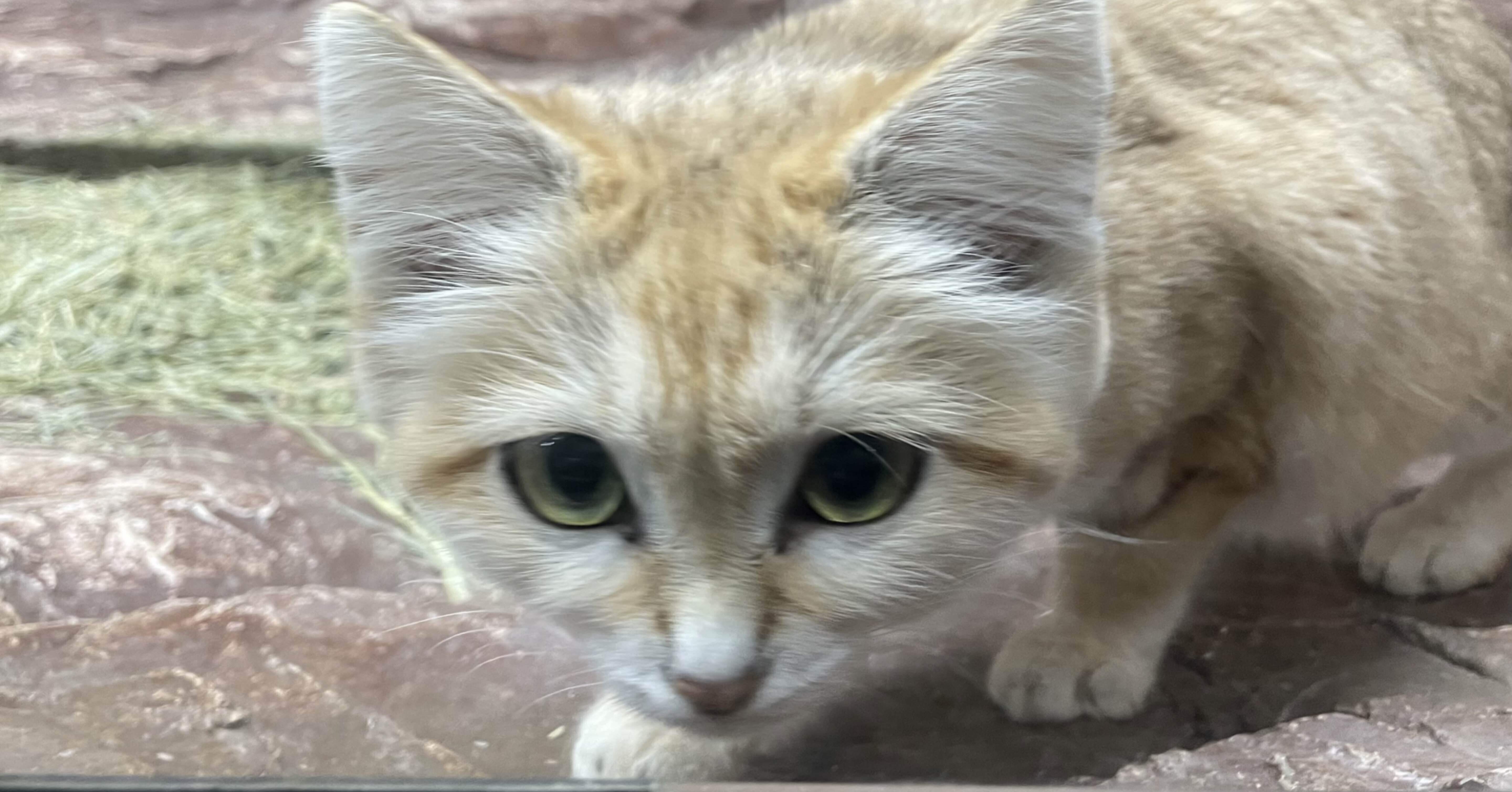 スナネコの魅力｜monacchi