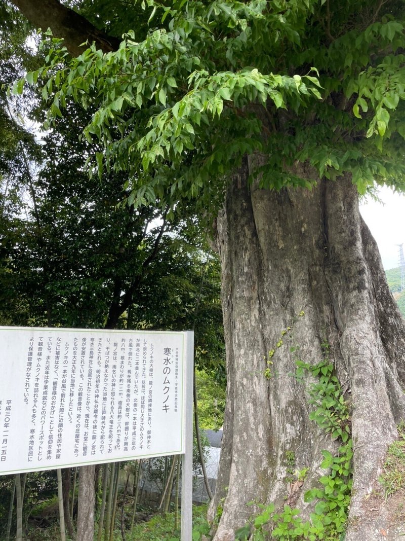 １０００年の木
