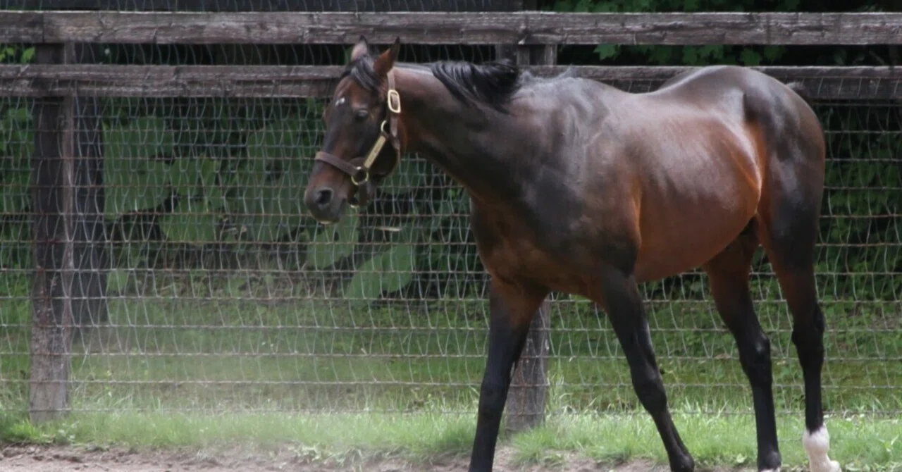 やはりディープインパクトは最強馬！？ 東スポ調教評価9点の謎