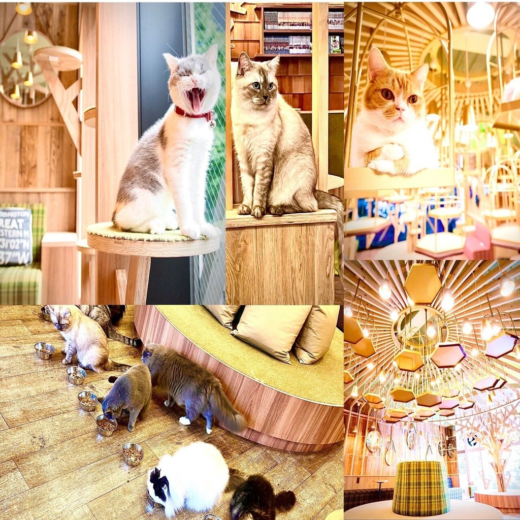 秋葉原 猫ちゃん達が大あくびする可愛い姿が見れるのはココ 東京食べあルーク Note