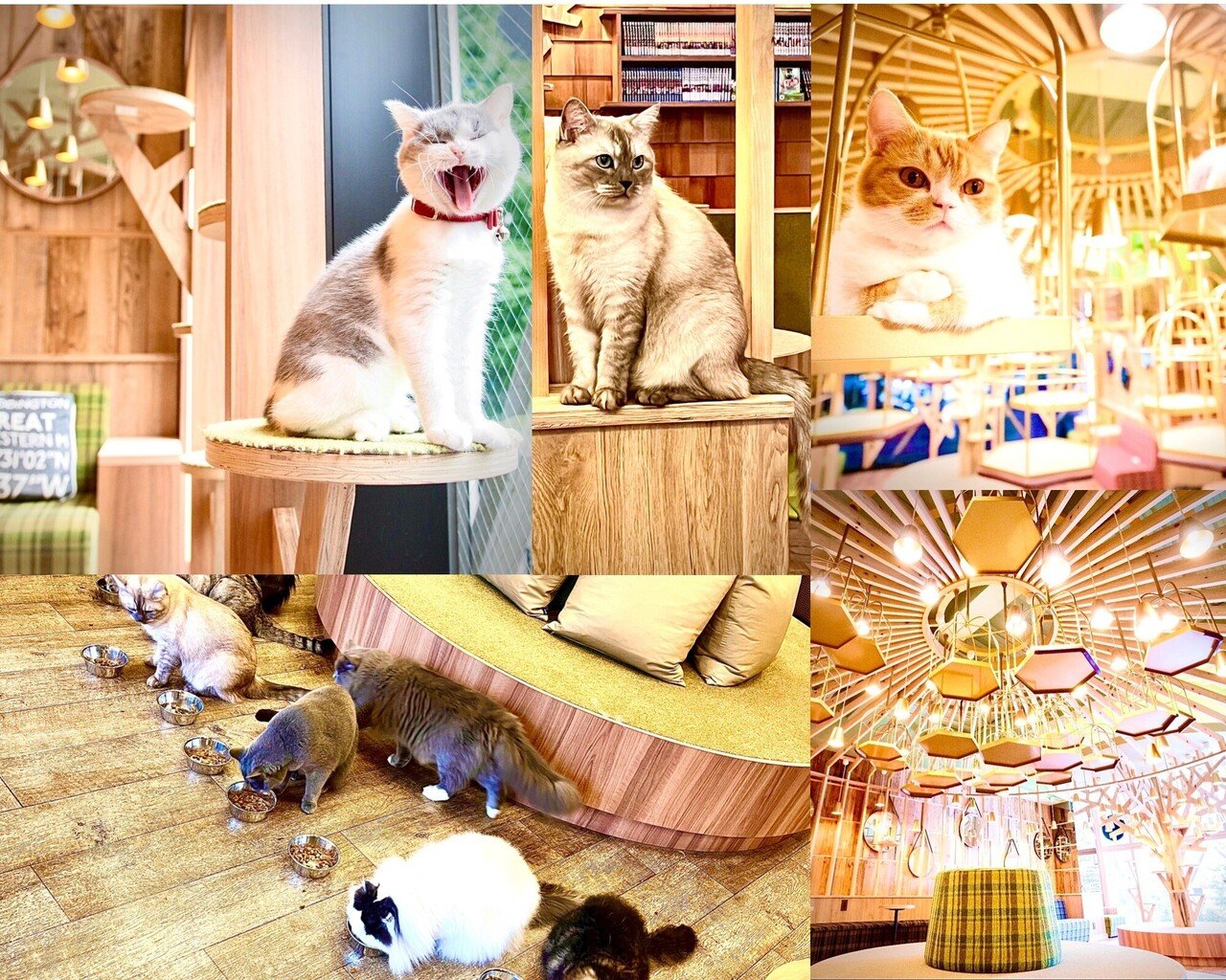 秋葉原 猫ちゃん達が大あくびする可愛い姿が見れるのはココ 東京食べあルーク Note 秋葉原 猫ちゃん達が大あくびする可愛い姿が見れるのはココ 東京食べあルーク Note