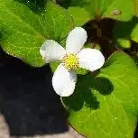 ノリかな