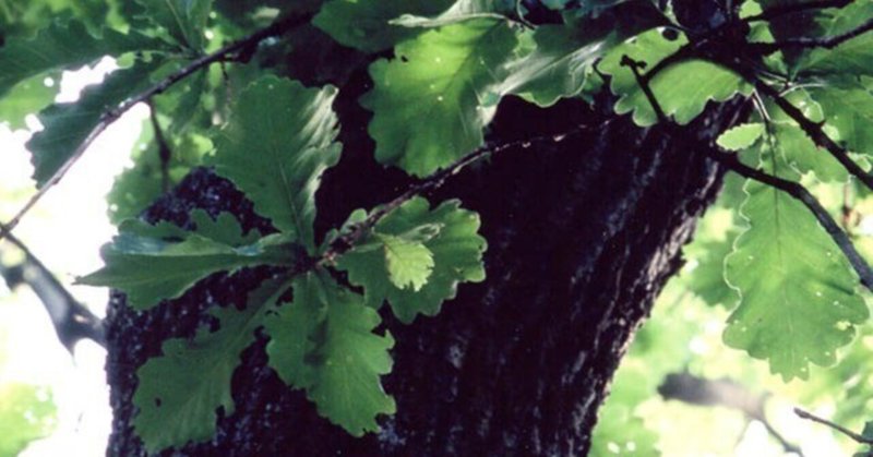 柏の木 の新着タグ記事一覧 Note つくる つながる とどける