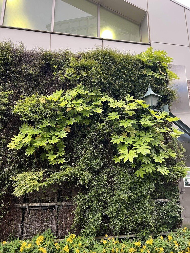 西武新宿線野方駅北口の壁面。ヤツデ、ワイヤープランツ、セイヨウオトギリソウの寄せ植え。