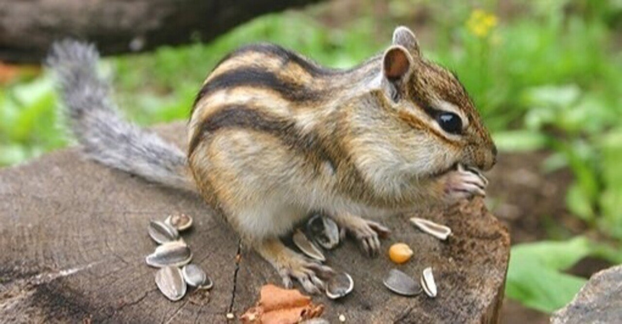 リス好きの聖地 北海道網走市 オホーツクシマリス公園 にグッズを納品 Little Shop 福士悦子 Note