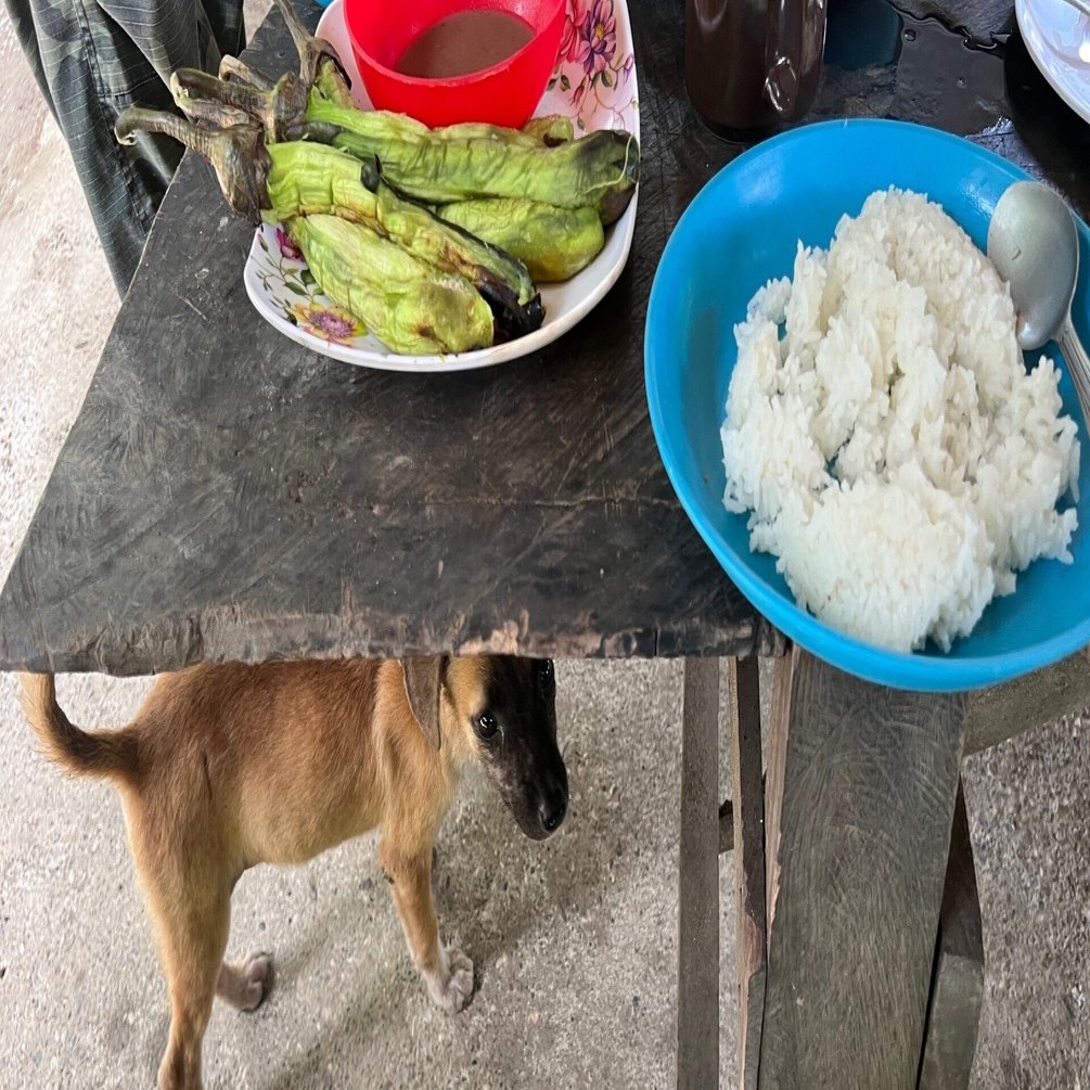 犬と暮らし 犬を食べる 鈴木暁子akikosuzuki Note
