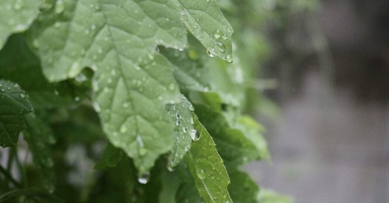 ゴーヤーとかオリーブとか。雨天庭写真集