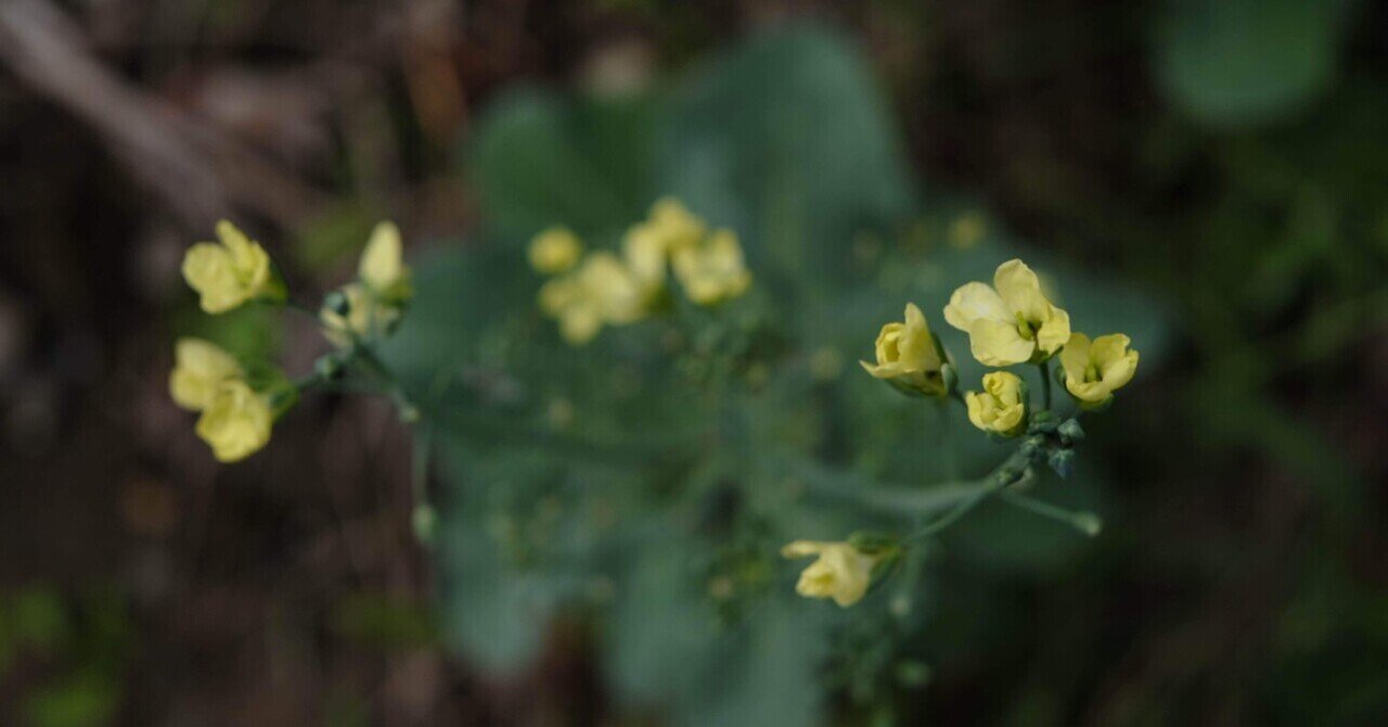 ブロッコリーに花が咲く 浮世雲 Ukiyogumo 詩仙人 Note ブロッコリーに花が咲く 浮世雲 Ukiyogumo 詩仙人 Note