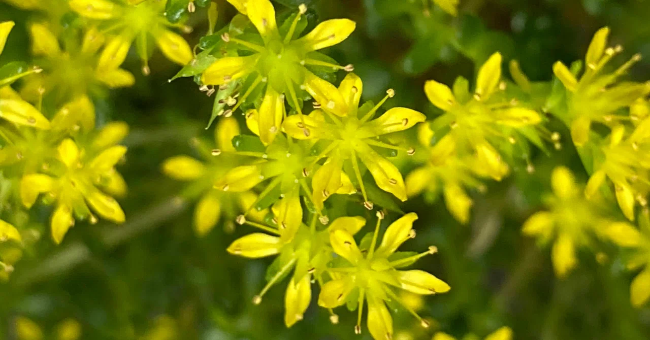 セダム グランドカバー　黄色の可愛い花が咲きます　万年草☆ぽちぽち開花中☆♡ 1655699475169-WSTotbouh8.png
