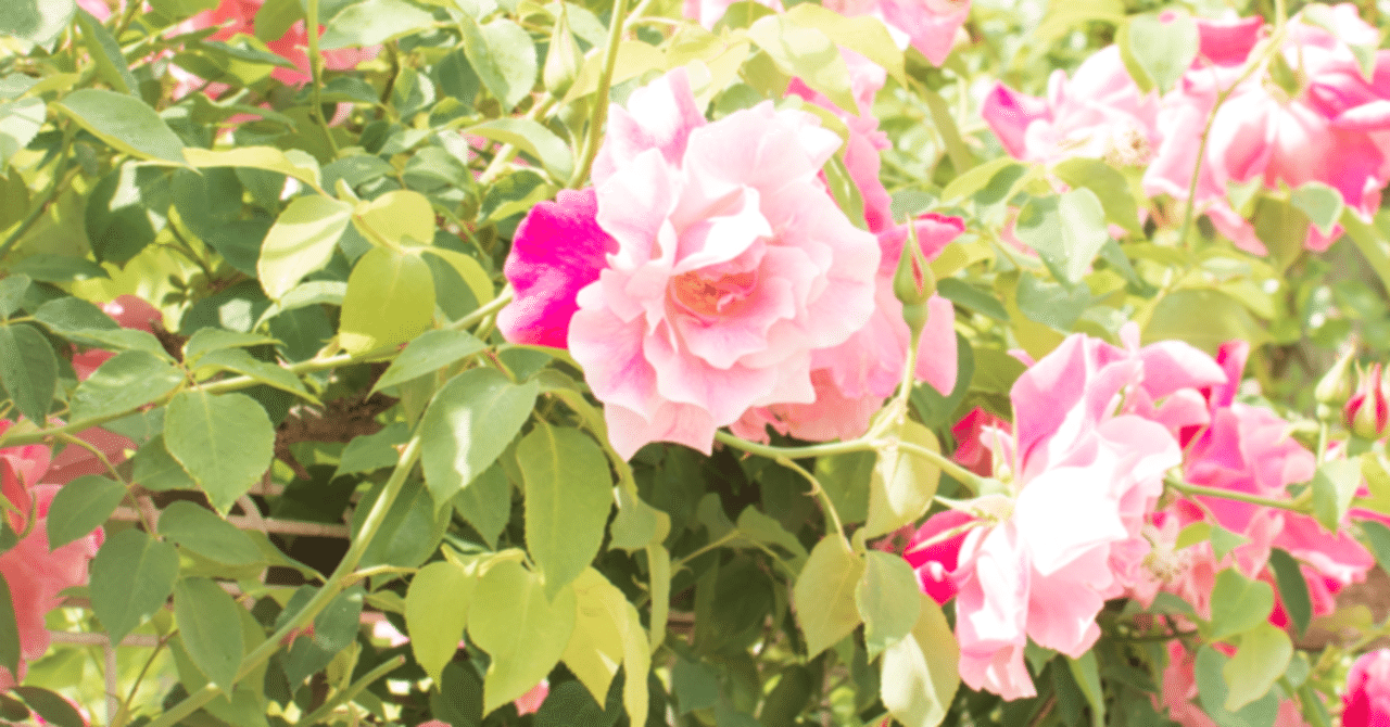 他者を通して浮かんでくるネガティブな言葉は 自分を後押ししてくれる パワフルな言葉 Mayu Note 他者を通して浮かんでくるネガティブな言葉は 自分を後押ししてくれる パワフルな言葉 Mayu Note