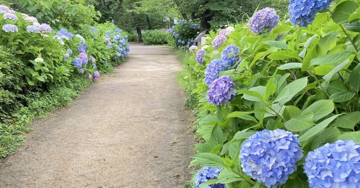 品良く着こなすため 紫陽花の咲く道｜ま➖ 邦楽