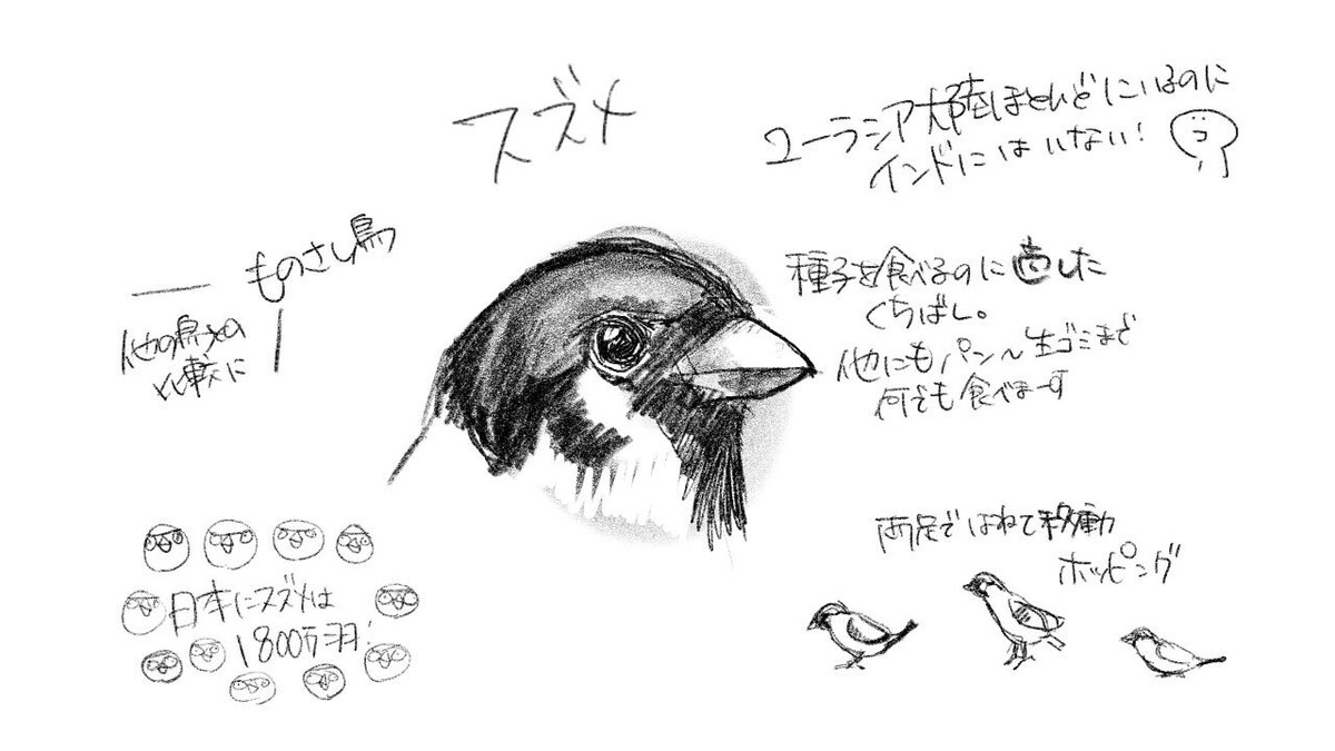 ボクのスズメの調べかた｜くますけ｜自然ガイド・クリエイター