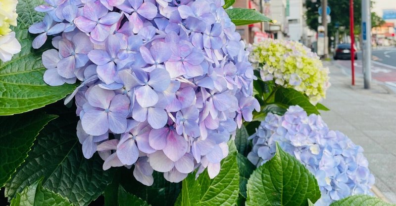 紫陽花守り の新着タグ記事一覧 Note つくる つながる とどける