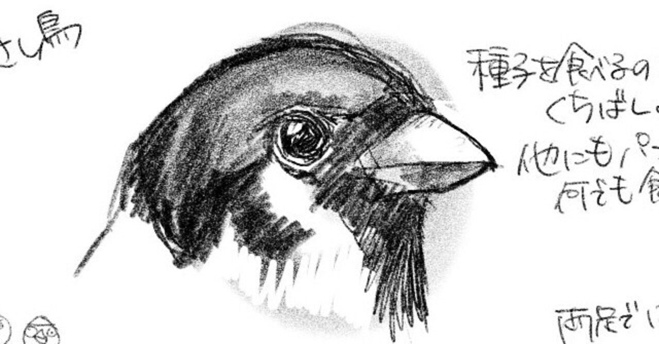 ボクのスズメの調べかた｜くますけ｜自然ガイド・クリエイター