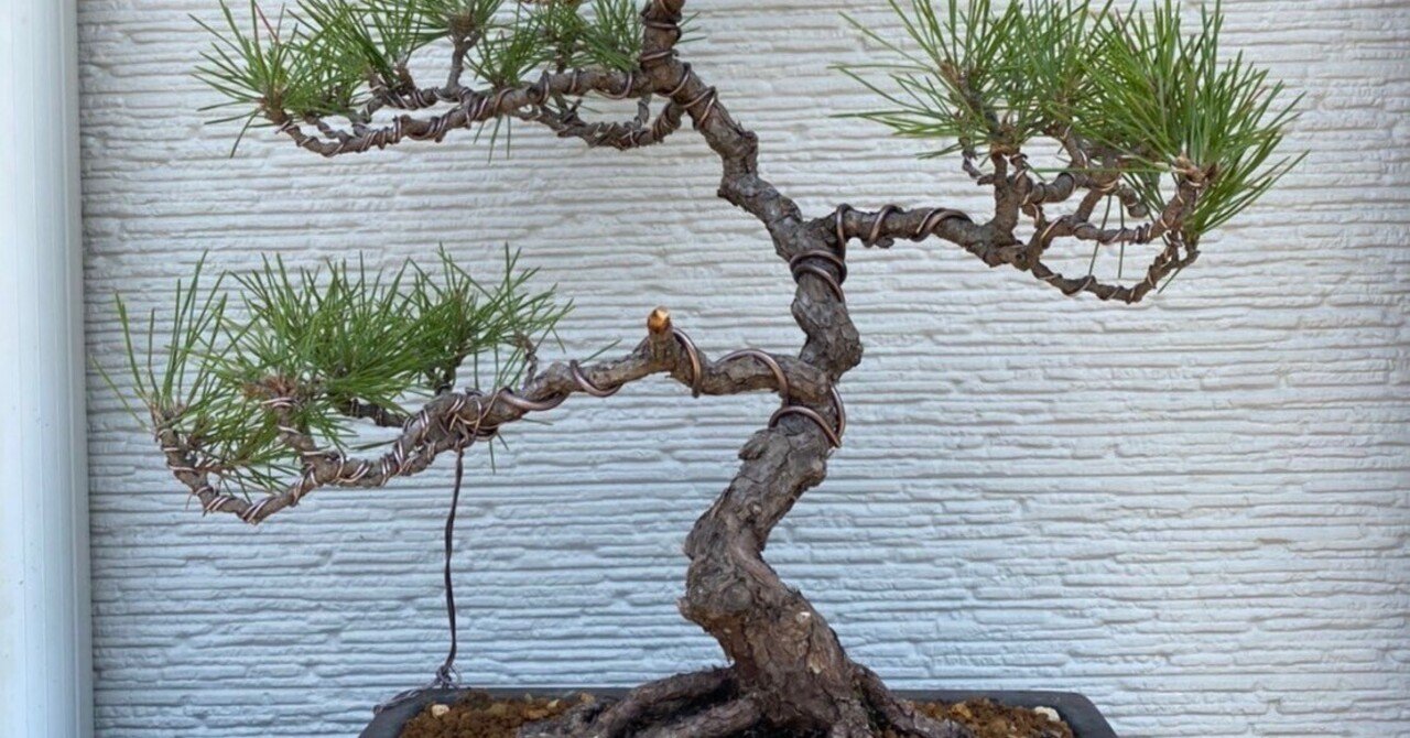 黒松盆栽 最終値下げ!文人木 古木 黒松盆栽 最終値下げ!文人木 古木 黒松盆栽 最終値下げ!文人木 古木 黒松盆栽 最終値下げ!文人木 古木