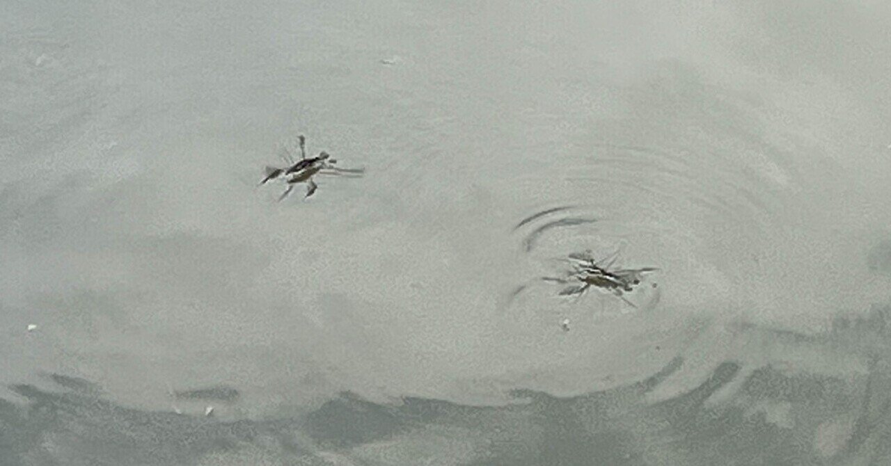 あめんぼあかいなあいうえお S まるまるの虫 カメさん Note