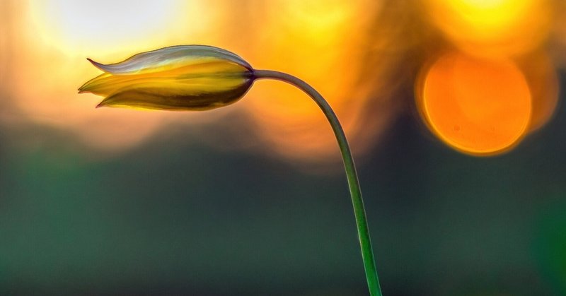 花人局 の新着タグ記事一覧 Note つくる つながる とどける