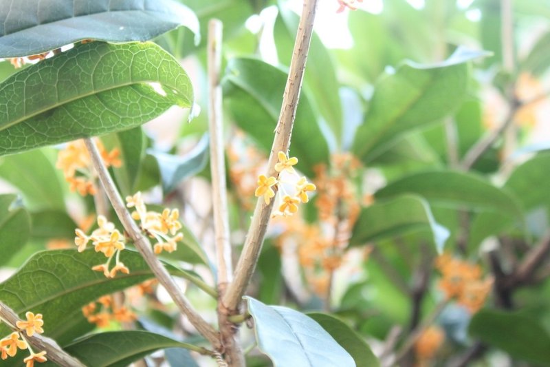 キンモクセイのシロップ漬け 桂花醤 の作り方 樋口直哉 Travelingfoodlab Note キンモクセイのシロップ漬け 桂花醤 の作り方 樋口直哉 Travelingfoodlab Note