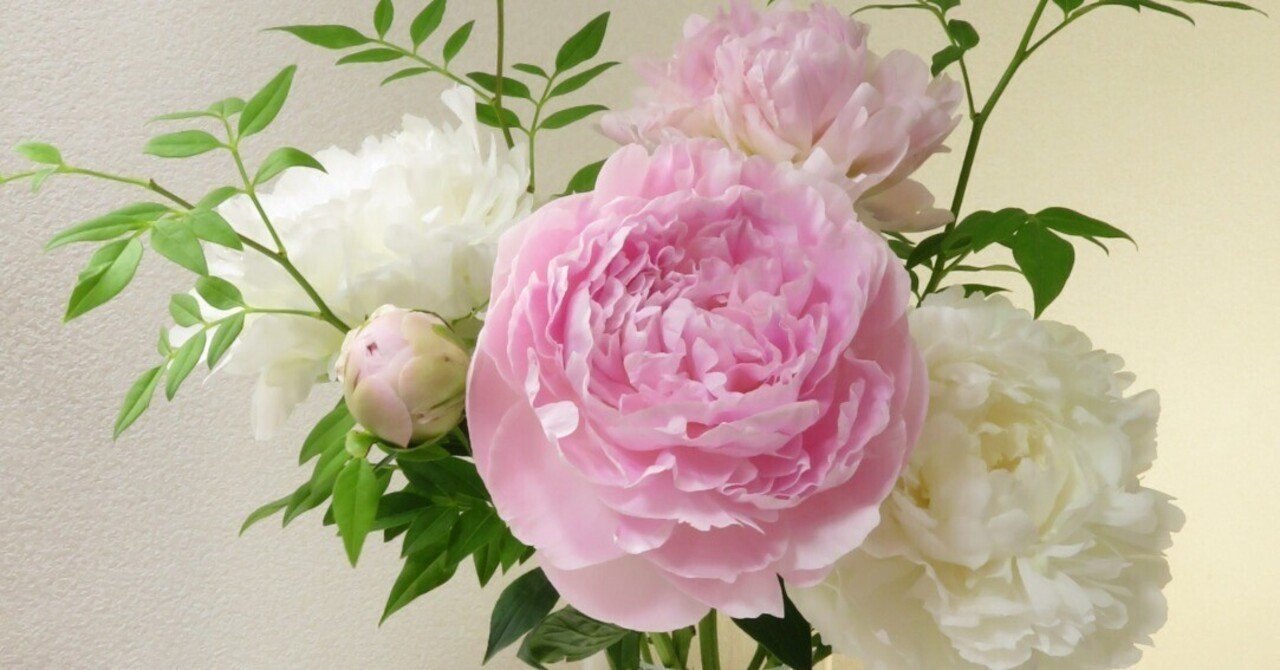北魚沼の芍薬 かぐや姫 と 白雪姫 花と日々 Yas Note