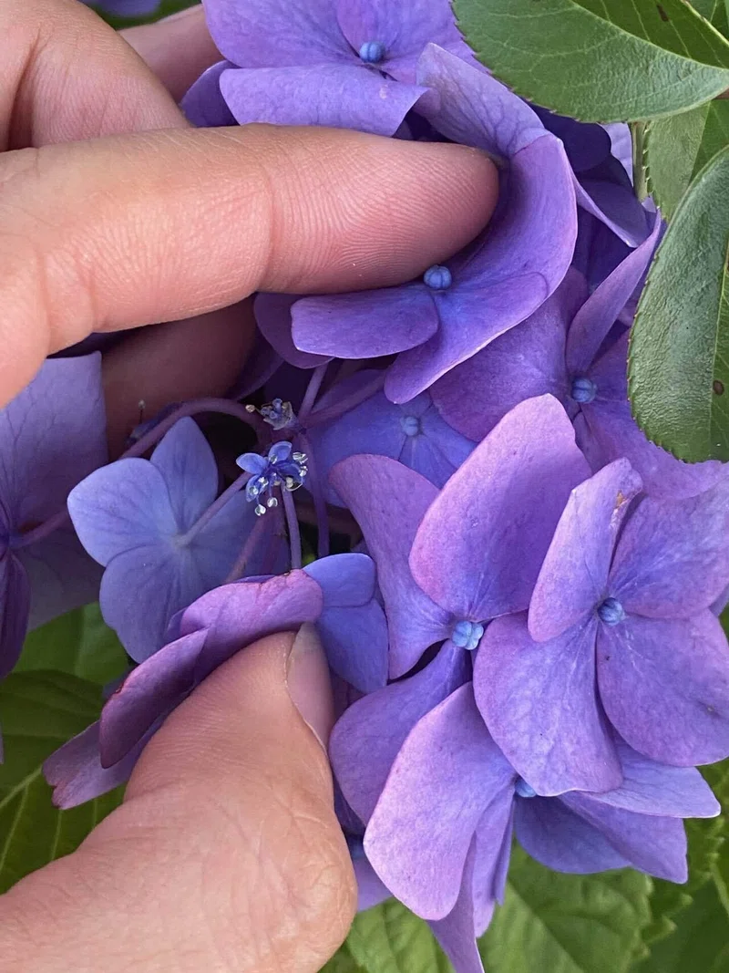 梅雨の花ー紫陽花のお話その 紫陽花の本当の花を見たことがありますか Haco ガーデンプランナー 庭のある暮らし植物のある暮らし Note 梅雨の花ー紫陽花のお話その 紫陽花の本当の花を見たことがありますか Haco ガーデンプランナー 庭のある暮らし植物のある暮らし Note