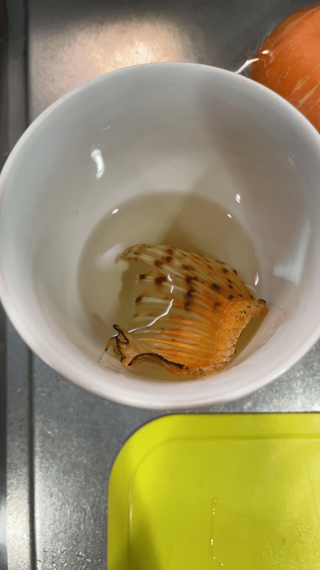 干した鬼カサゴのヒレ 玉兎 Note