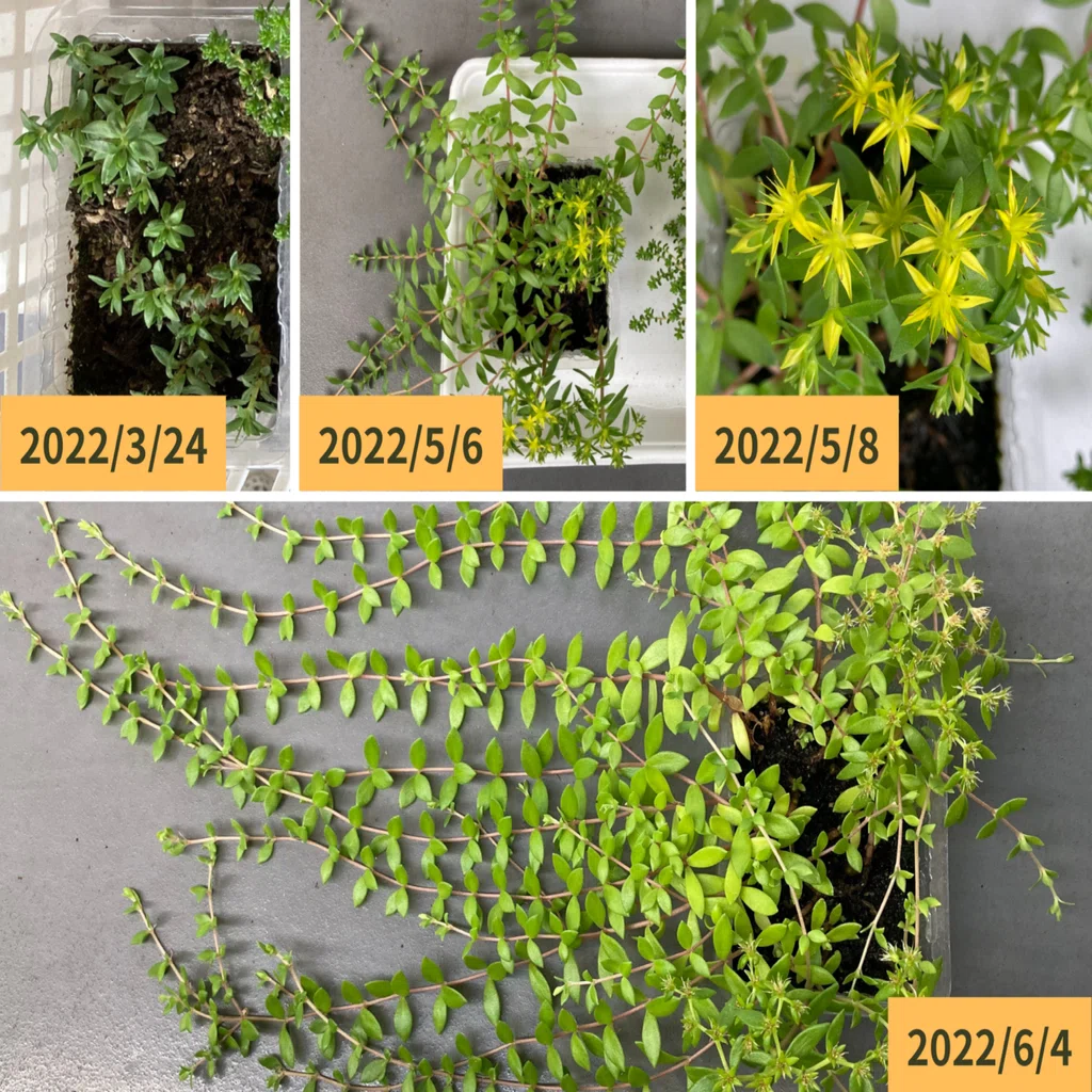 セダムの観察 〜 黄花のグランドカバー｜はこ
