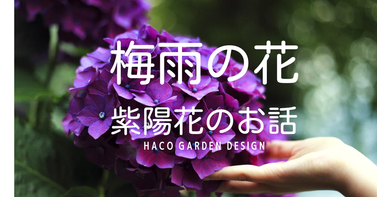 梅雨の花ー紫陽花のお話その⑤紫陽花の本当の花を見たことがありますか