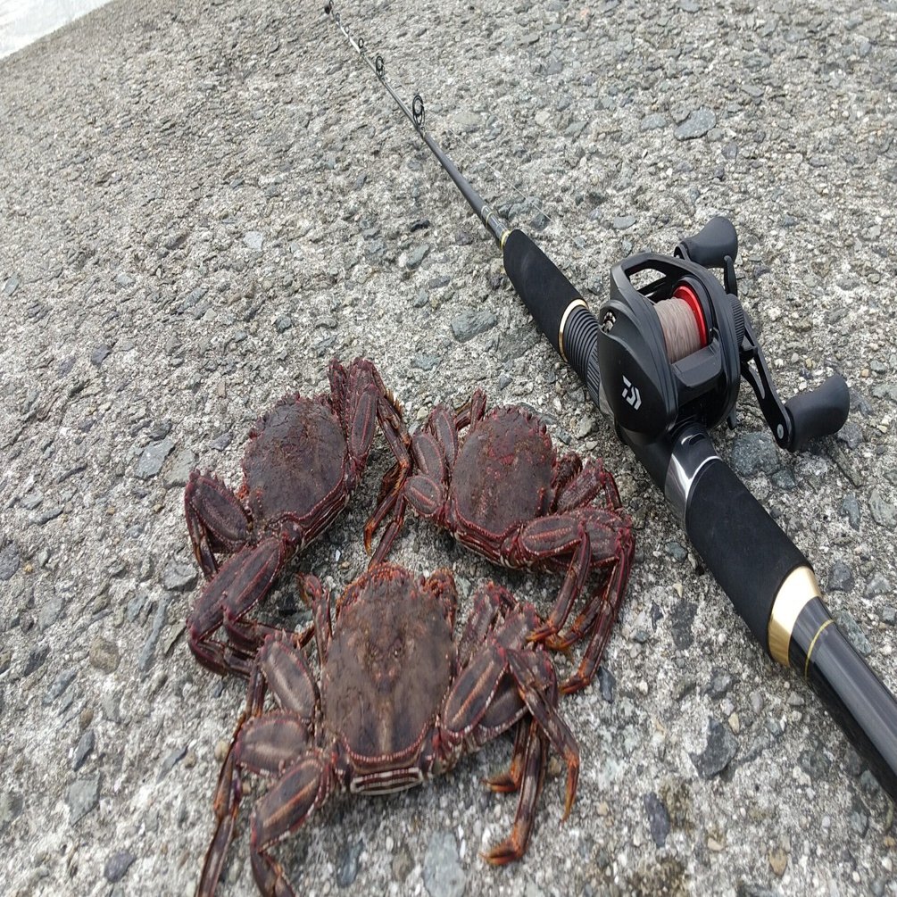 穴釣りでのショウジンガニの釣り方や食べ方 を紹介 ワタリガニじゃなくてもショウジンガニで十分 ショウジンガニの伝統的漁法 ひっこくりのやり方なども解説します 龍キング 釣り Note