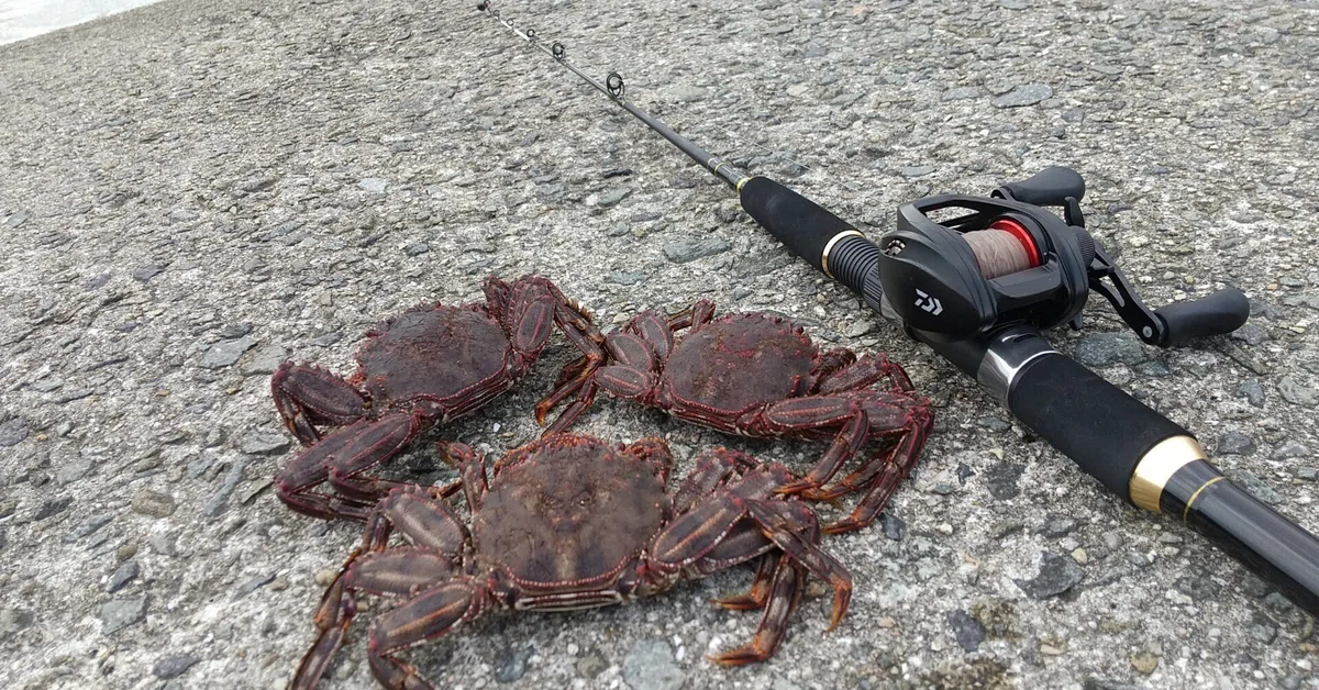 穴釣りでのショウジンガニの釣り方や食べ方を紹介！！ワタリガニじゃ 