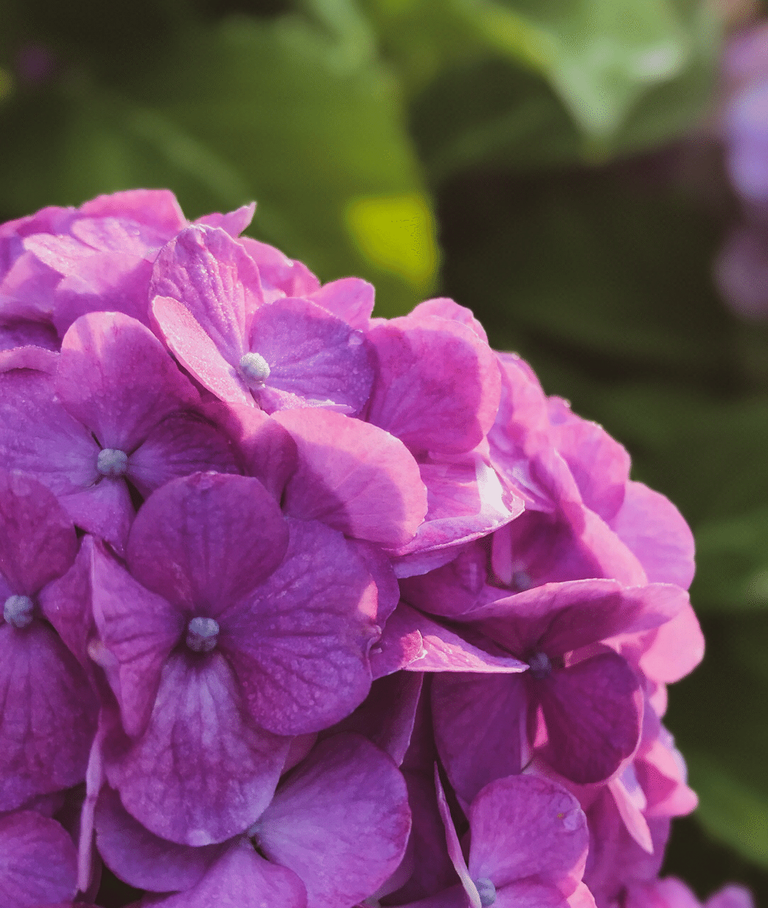 雨上がりの紫陽花と日の出 洋介 Note