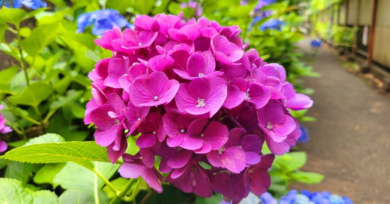51GxNcE3m4L._AC_UF350,