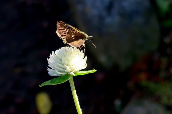 可愛い虫 の新着タグ記事一覧 Note つくる つながる とどける 可愛い虫 の新着タグ記事一覧 Note つくる つながる とどける