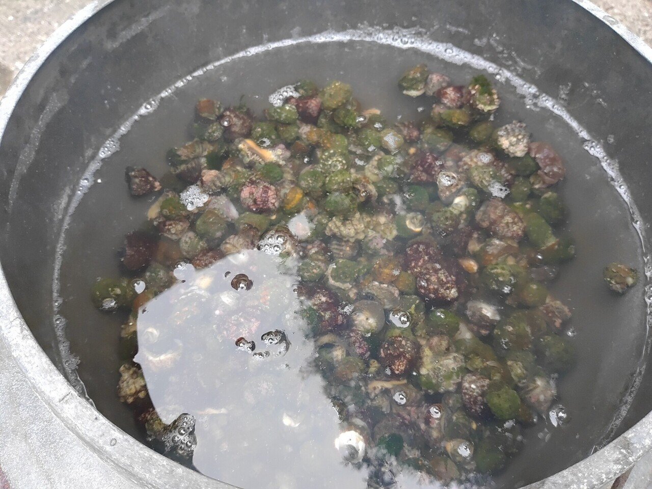 浜遊び潮干狩りミナ貝を料理しました Hamayamasuki太郎 Note