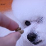 MSC/Ikezoe ｜RAWZと犬の食事に関する記事