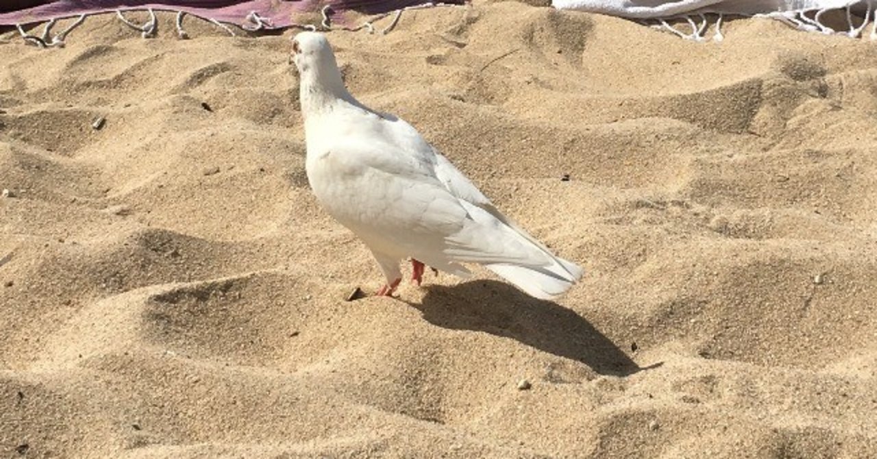 ファッションはそもそもアートであるということを思い出させるモデル きんじょう めぐ Note ファッションはそもそもアートであるということを思い出させるモデル きんじょう めぐ Note