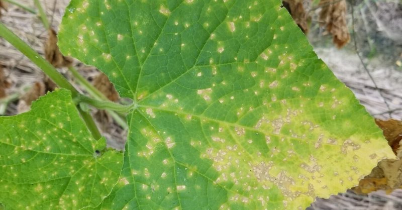 きゅうり｜葉に角ばった小さい斑点、穴｜斑点細菌病