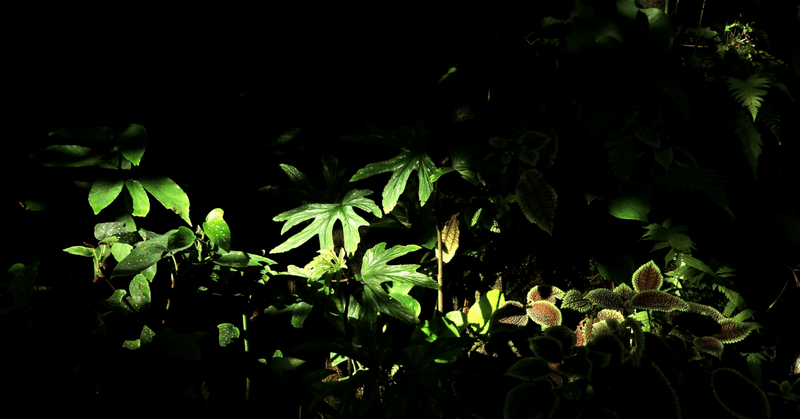 『ジャングルの夜』第十話