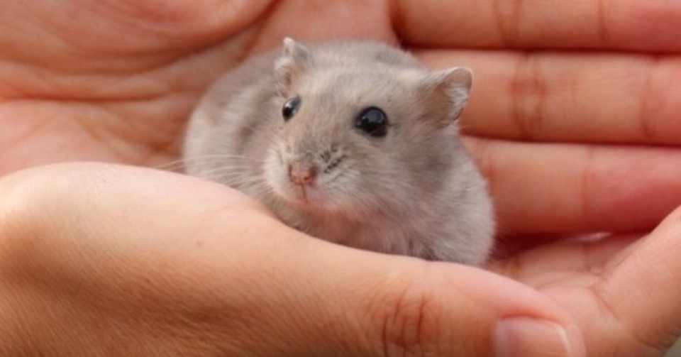 ハムスターが亡くなったこと そして死について思うこと ちょい