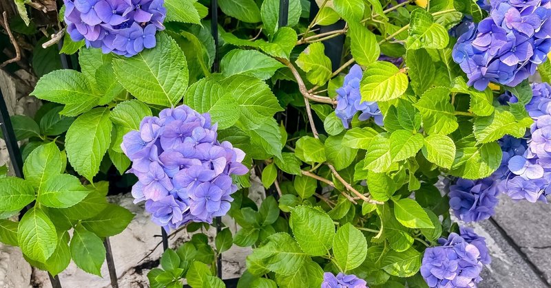 花を愛でる あふろざむらい Note