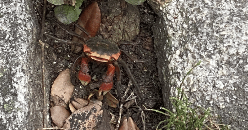 マガジンのカバー画像