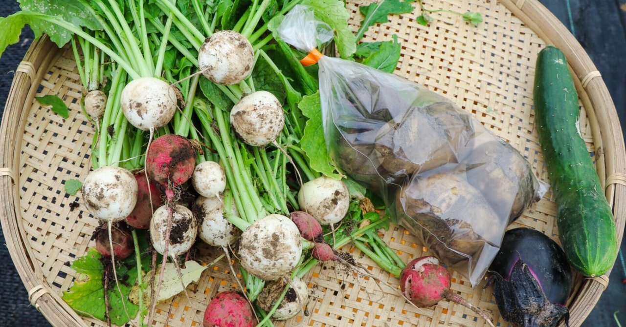 地域の資源を再発見！ 夏野菜の収穫体験レポート｜地域の魅力発見サイト「シテコベ」｜note