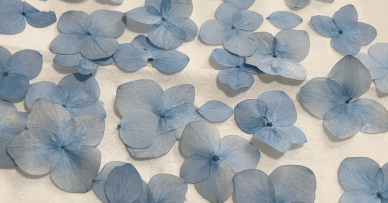 紫陽花のドライフラワーと押し花 ねこばやしかおりいぬ Note