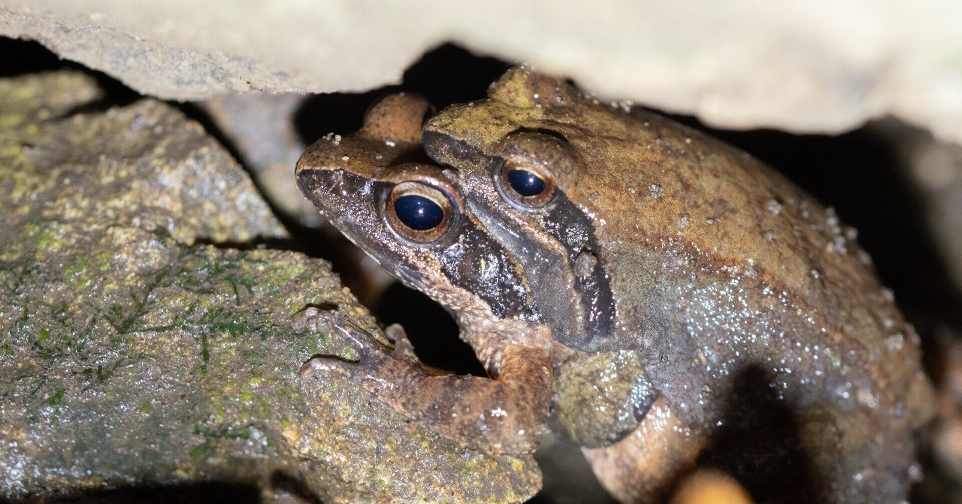 タゴガエルがすごい Forestbank Note タゴガエルがすごい Forestbank Note