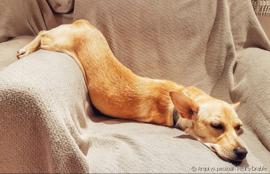 面白い動物画像 の新着タグ記事一覧 Note つくる つながる とどける