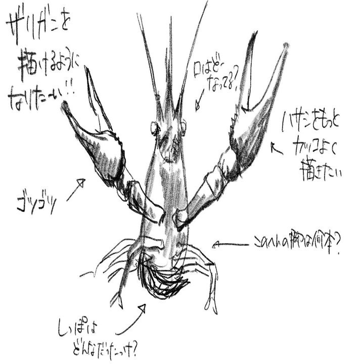 ザリガニを描けるようになりたい｜くますけ｜自然ガイド・クリエイター