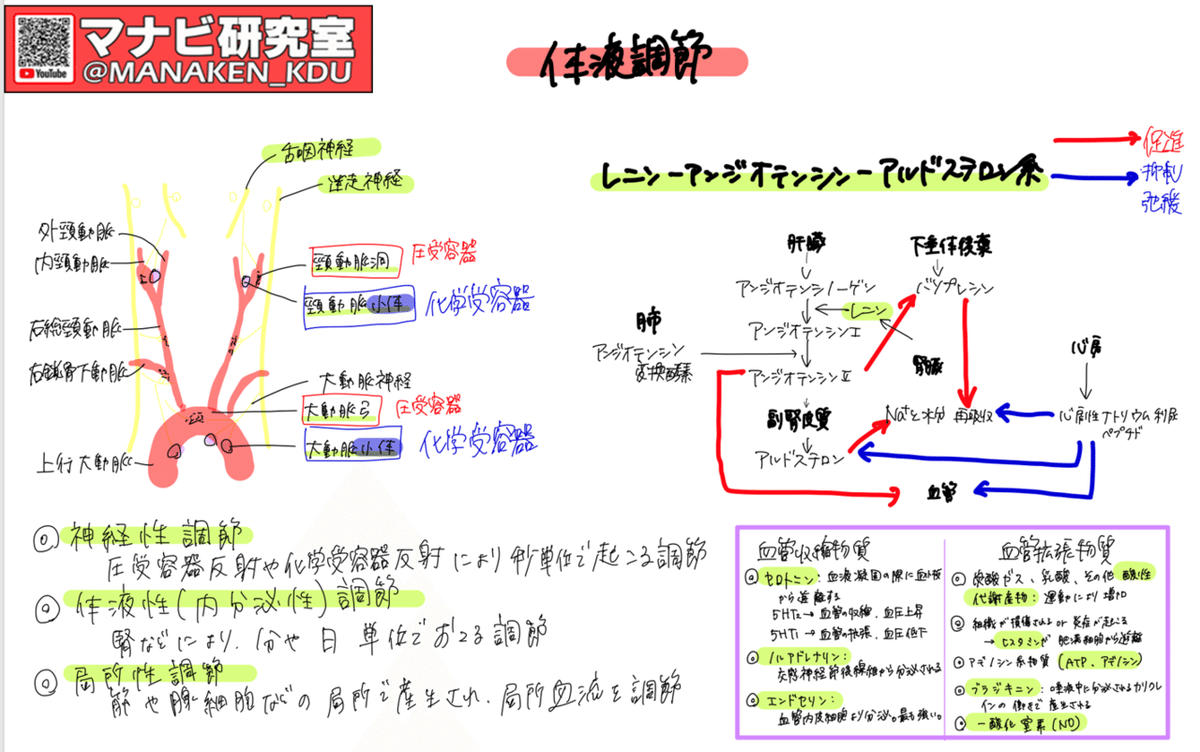 循環調節の仕組み：講義グラレコ紹介 歯学科 循環調節Ⅲ 2022