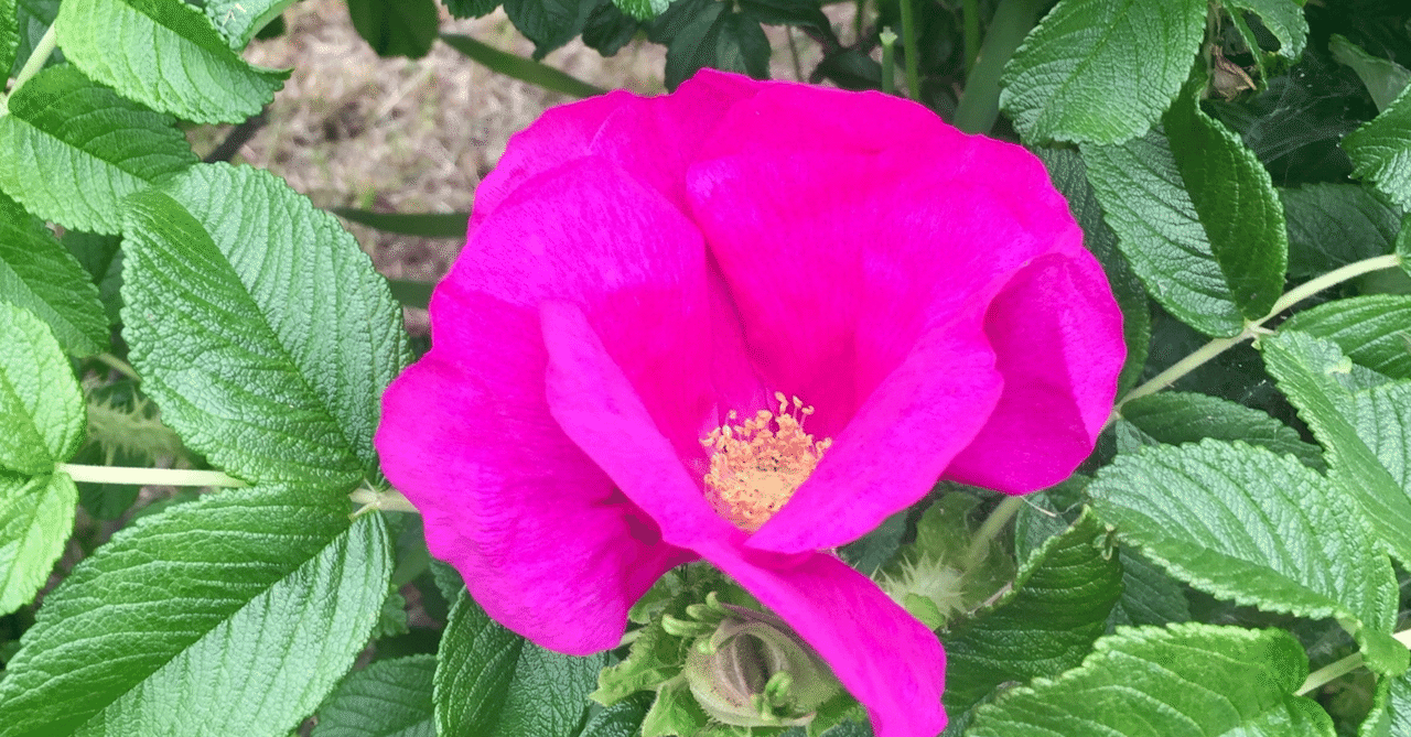 動画の裏側とひとりごと ハマナスの花言葉 ねこはな工房 Lina Liina Lanka Kukka Nekohana Craft Note 動画の裏側とひとりごと ハマナスの花言葉 ねこはな工房 Lina Liina Lanka Kukka Nekohana Craft Note