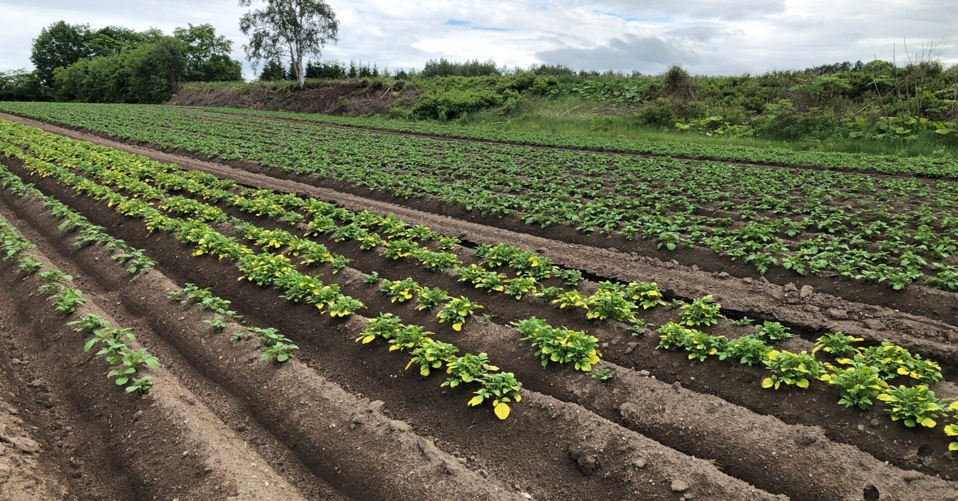 なんでじゃがいもの防除に こんなにいろんな農薬が必要なのよ と調べてみた件 吉田拓実 さいこうファーム Okhotsk Bihoro Note なんでじゃがいもの防除に こんなにいろんな農薬が必要なのよ と調べてみた件 吉田拓実 さいこうファーム Okhotsk Bihoro Note