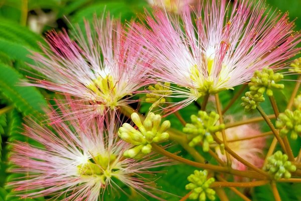 ついに今年もねむの花の季節がまいりました の新着タグ記事一覧 Note つくる つながる とどける ついに今年もねむの花の季節がまいりました の新着タグ記事一覧 Note つくる つながる とどける